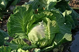 Allotment: Cabbage - in vegetable garden