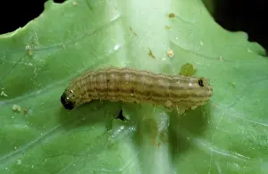 Cabbage: Cabbage webworm caterpillar