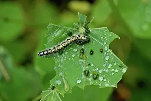 Damage: Cabbage white butterfly caterpillar