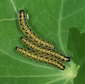 Pieris: Cabbage white butterfly caterpillars