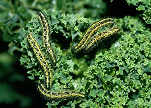 Kale: Cabbage White Butterfly - caterpillars - devouring kale