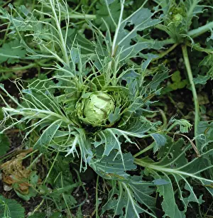 Destroy: Cabbage white butterfly damage