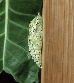 Pupae: Cabbage white butterfly pupa