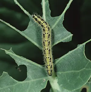 Pieris: Cabbage white caterpillar