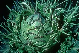 Destructive: Cabbage White Caterpillars - eating cabbage