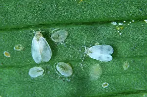 Pupae: Cabbage Whitefly