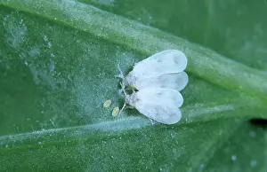 Photomicrography: Cabbage whitefly pair