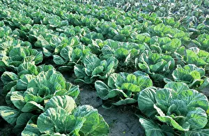 Cabbages: Cabbages