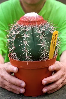 Cactuses: Cabeca de Frade, Melocactus bahiensis (Br. Et Rose)
