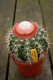 Cactuses: Cabeca de Frade, Melocactus bahiensis (Br. Et Rose)
