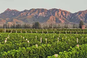Janis: Cabernet Sauvignon vines in 200-hectar Huailai