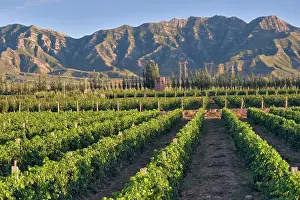 Janis: Cabernet Sauvignon vines in Huailai Rongchen