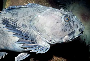 Marmoratus: Cabezon