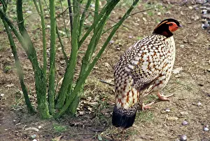 Gamebird: Cabot's Tragopan
