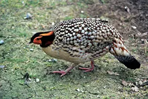Gamebird: Cabot's Tragopan - Also known as: Yellow-bellied
