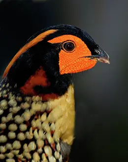 Tragopan: Cabot's Tragopan Pheasant