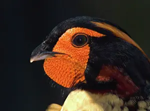 Tragopan: Cabot's Tragopan Pheasant