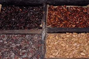Seedpod: Cacao Beans Drying