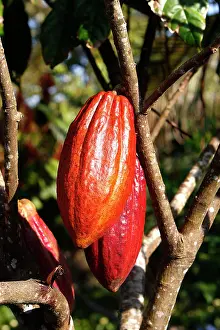 Theobroma: Cacao pod