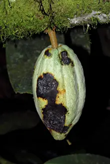 Malvaceae: Cacao Pod