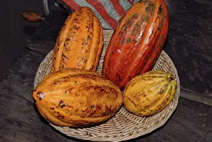 Ripening: Cacao Pods