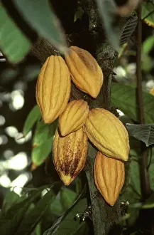 Seedpod: Cacao Pods