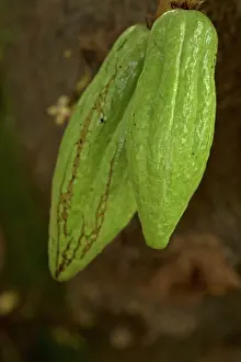 Cocoa: Cacao young fruits