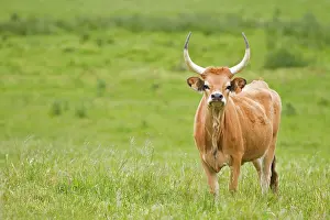 Cachena: Cachena Cattle - adult grazing in field