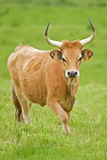 Cachena: Cachena Cattle - adult male walking in field