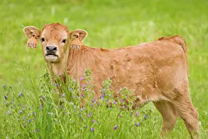 Cachena: Cachena Cattle - calf grazing in field