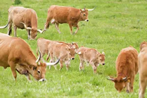 Cachena: Cachena Cattle - calves and adults grazing in field