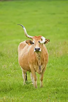 Malformed: Cachena Cattle - female with malformed horn grazing in field