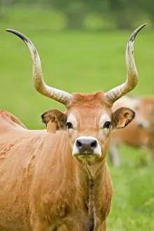 Cachena: Cachena Cattle - portrait of adult in field