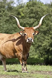 Galiza: Cachena cow in a meadow in Spain