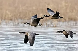 Wildllife: Cackling Geese Flying