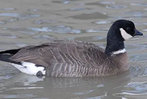 Minima: Cackling Goose