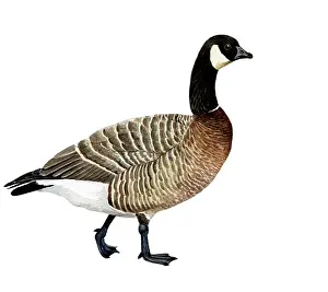 Minima: Cackling goose (Branta hutchinsii minima) adult