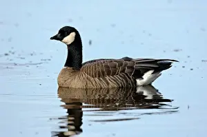 Wildllife: Cackling goose in water