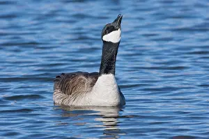 Cackling: Cackling Goose, - in winter