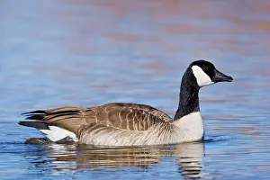 Cackling: Cackling Goose - in winter