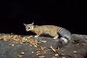 Astutus: Cacomistle / RIng-tailed Cat
