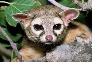 Astutus: Cacomistle / Ring-tailed cat - close-up