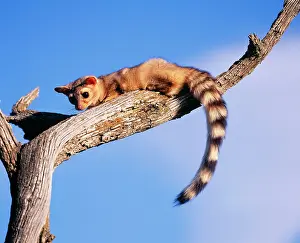 Ringtail: Cacomistle / Ringtailed Cat / Ringtail