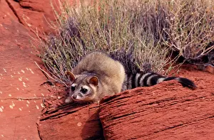 Ringtail: Cacomistle / Ringtailed Cat / Ringtail
