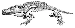 Beast: Cacops, Cenozoic Amphibian