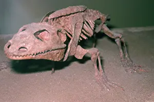 Pat Morris: Cacops Fossil - cotylosaur reptile, Permian
