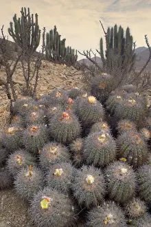 Cinerascens: Cacti - blooming Echinocactus cinerascens and Eulychnia
