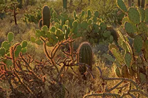 Cholla: Cacti - Engelmann Prickly Pear / Cow's Tongue Cactus