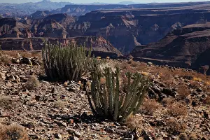Feature: Cacti, Fish River Canyon, Southern Namibia