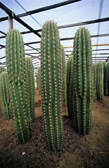 Nursery: Cacti in Sicilian Greenhouse